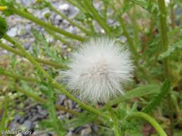 Attēlu rezultāti vaicājumam “Senecio vernalis bud”
