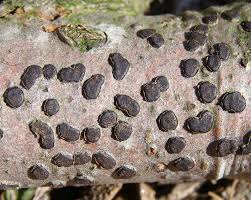 Attēlu rezultāti vaicājumam “Diatrype disciformis”