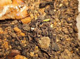 Attēlu rezultāti vaicājumam “Lygistopterus sanguineus larva”