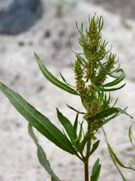 Attēlu rezultāti vaicājumam “Rumex maritimus leaf”