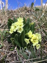 Attēlu rezultāti vaicājumam “Primulaceae”