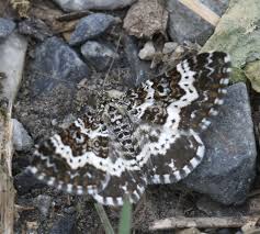 Attēlu rezultāti vaicājumam “Epirrhoe tristata imago”