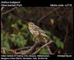 Image result for Anthus hodgsoni