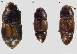 Attēlu rezultāti vaicājumam “Nitidulidae”
