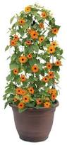 Image result for Thunbergia alata