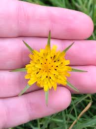 Attēlu rezultāti vaicājumam “Microbotryum tragopogonis - pratensis”