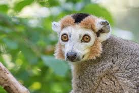 Attēlu rezultāti vaicājumam “Primates”