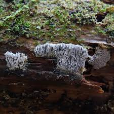 Attēlu rezultāti vaicājumam “Anomoporia bombycina”