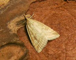 Attēlu rezultāti vaicājumam “Udea lutealis”