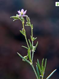 Attēlu rezultāti vaicājumam “Spergularia marina flower”