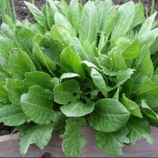 Attēlu rezultāti vaicājumam “Rumex acetosa fruit”