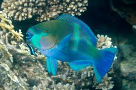 Image result for Scarus ferrugineus