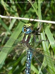 Attēlu rezultāti vaicājumam “Brachytron pratense”