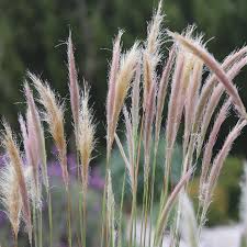 Attēlu rezultāti vaicājumam “Dichelia histrionana”