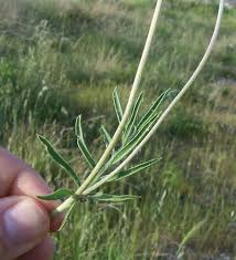 Image result for Anthyllis vulneraria