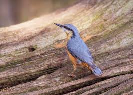 Attēlu rezultāti vaicājumam “Sitta europaea male”