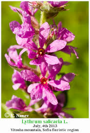 Attēlu rezultāti vaicājumam “Lythrum salicaria fruit”