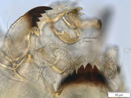 Attēlu rezultāti vaicājumam “Cricotopus”