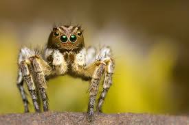 Attēlu rezultāti vaicājumam “Aelurillus v-insignitus”