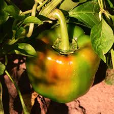 Afbeeldingsresultaat voor chocolate beauty sweet pepper