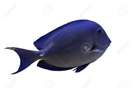 Image result for Acanthurus coeruleus