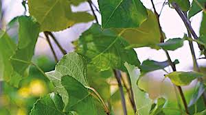 Attēlu rezultāti vaicājumam “Populus x berolinensis leaf”