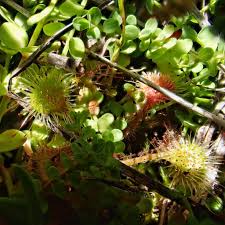 Attēlu rezultāti vaicājumam “Drosera rotundifolia flower”