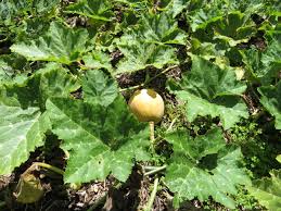 Attēlu rezultāti vaicājumam “Cucurbita pepo leaf”