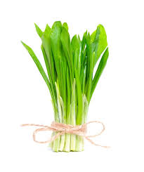 Attēlu rezultāti vaicājumam “Allium ursinum fruit”