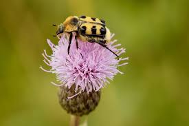 Attēlu rezultāti vaicājumam “Trichius fasciatus”