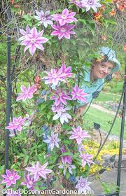 Attēlu rezultāti vaicājumam “Clematis”