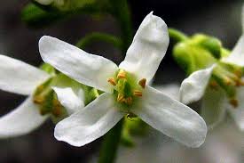 Attēlu rezultāti vaicājumam “Arabis hirsuta flower”
