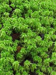 Attēlu rezultāti vaicājumam “Sphagnum palustre”