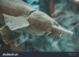 Image result for Acipenser oxyrinchus oxyrinchus