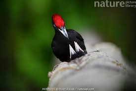 Attēlu rezultāti vaicājumam “Dryocopus martius nest”