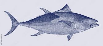 Image result for Thunnus atlanticus