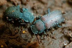 Attēlu rezultāti vaicājumam “Bolitophagus reticulatus imago”