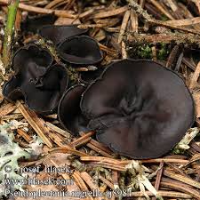 Attēlu rezultāti vaicājumam “Pseudoplectania nigrella”