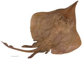 Image result for Leucoraja ocellata