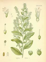 Attēlu rezultāti vaicājumam “Lobeliaceae”