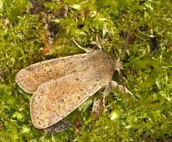 Attēlu rezultāti vaicājumam “Orthosia cruda”