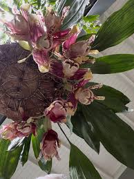 Attēlu rezultāti vaicājumam “Lophozia longiflora”