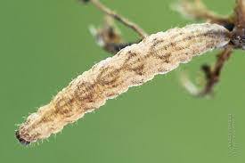 Attēlu rezultāti vaicājumam “Eupithecia lanceata”