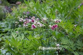 Image result for Aquilegia vulgaris `Nora Barlow`