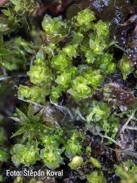 Attēlu rezultāti vaicājumam “Lophozia capitata”