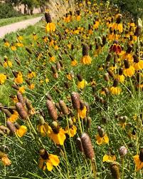 Image result for Ratibida columnifera