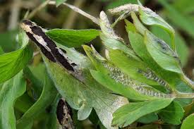 Attēlu rezultāti vaicājumam “Urocystis anemones”