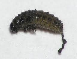 Attēlu rezultāti vaicājumam “Symmorphus sp.”