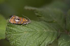 Attēlu rezultāti vaicājumam “Olethreutes arcuella”