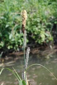 Attēlu rezultāti vaicājumam “Carex acutiformis flower”